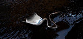 Silver spoon lying on a dark, textured surface   | Sergio Rossi